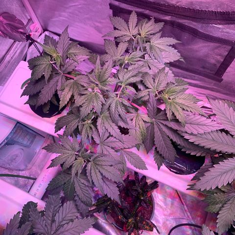 Strawberry Cough #1 growlog timeline photo