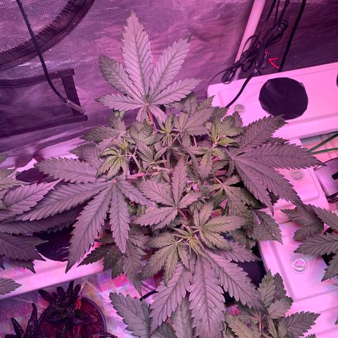 Strawberry Cough #2 growlog timeline photo