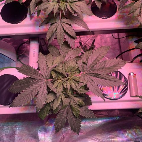 Strawberry cough #5 growlog timeline photo