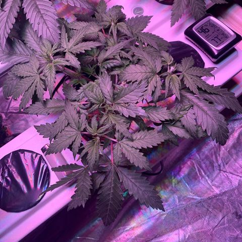 Strawberry Cough #3 growlog timeline photo