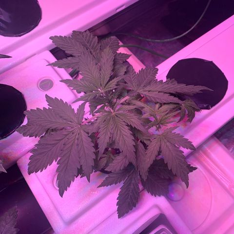 Strawberry cough #4 growlog timeline photo