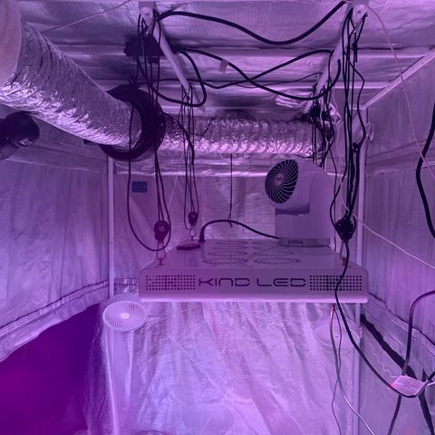 Strawberry cough #5 growlog timeline photo