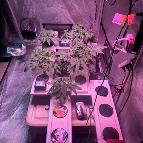 Strawberry cough #5 growlog timeline photo