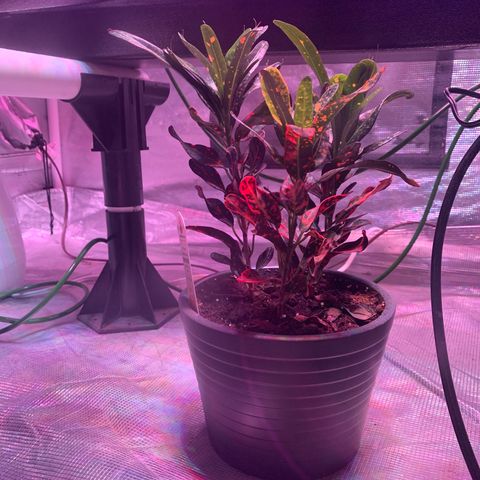 Strawberry cough #5 growlog timeline photo