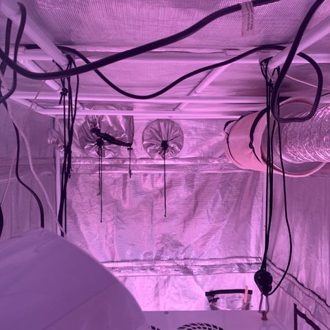 Strawberry cough #5 growlog timeline photo