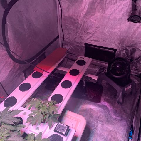 Strawberry cough #5 growlog timeline photo
