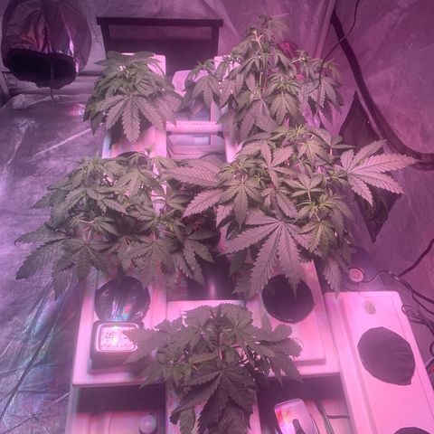 Strawberry cough #5 growlog timeline photo