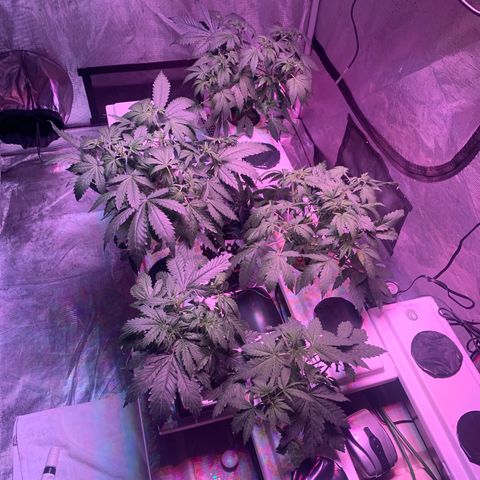 Strawberry cough #5 growlog photo: Rearranged with new light on the way. Setting 1 and 2 to permanent locations. 
