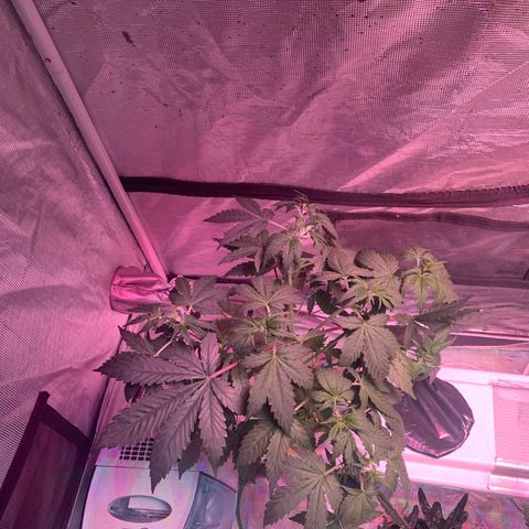 Strawberry Cough #1 growlog timeline photo