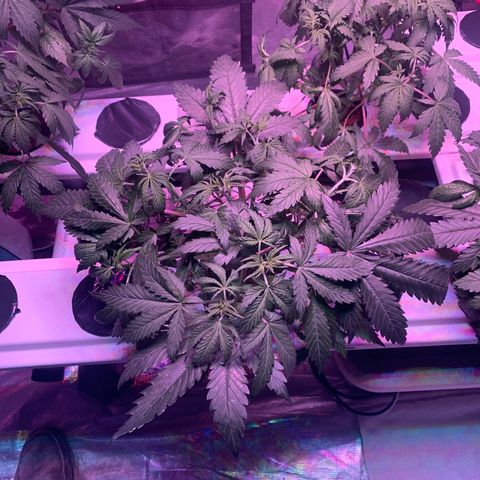 Strawberry Cough #2 growlog timeline photo