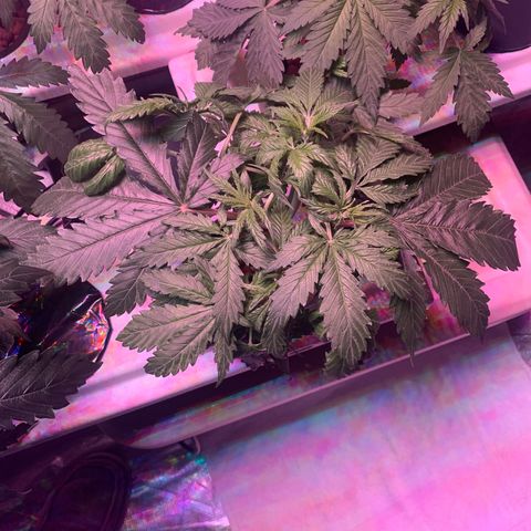 Strawberry cough #5 growlog timeline photo