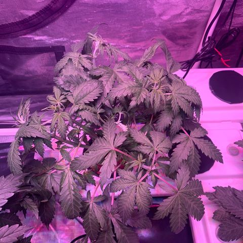 Strawberry Cough #3 growlog timeline photo