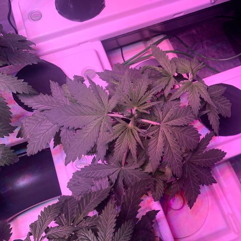 Strawberry cough #4 growlog timeline photo