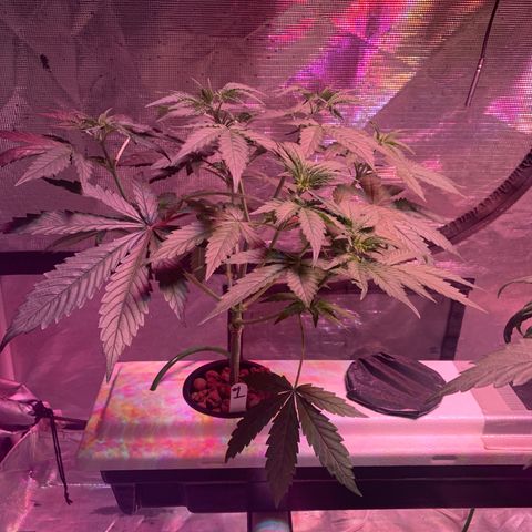 Strawberry Cough #1 growlog timeline photo