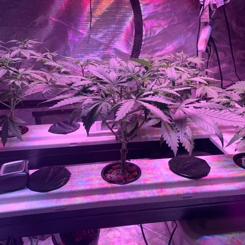 Strawberry Cough #2 growlog timeline photo