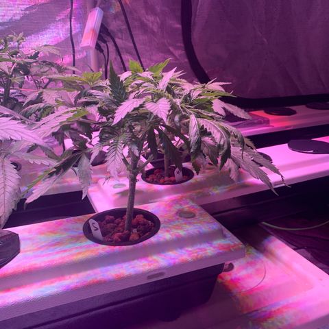 Strawberry cough #5 growlog timeline photo