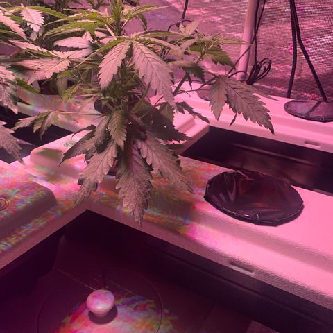 Strawberry cough #4 growlog timeline photo