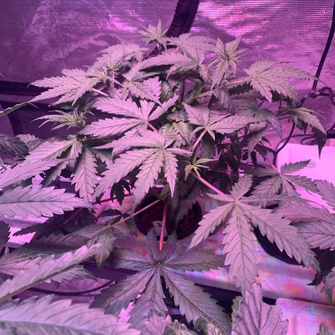Strawberry Cough #3 growlog timeline photo