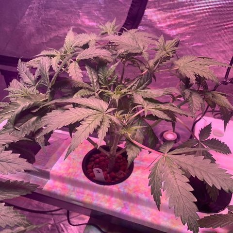 Strawberry Cough #3 growlog timeline photo