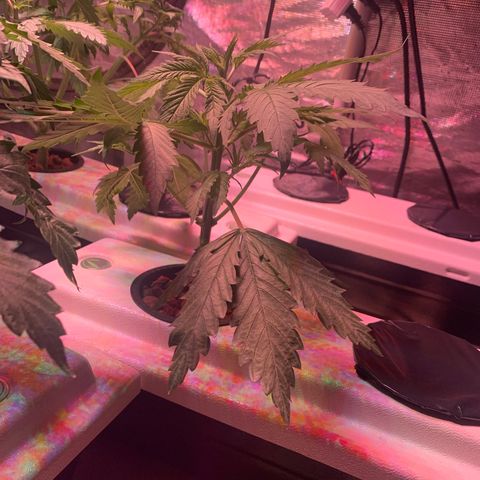 Strawberry cough #4 growlog photo: This one was not topped and now for super cropping it doesn’t seem right. Will continue to see what happens. 