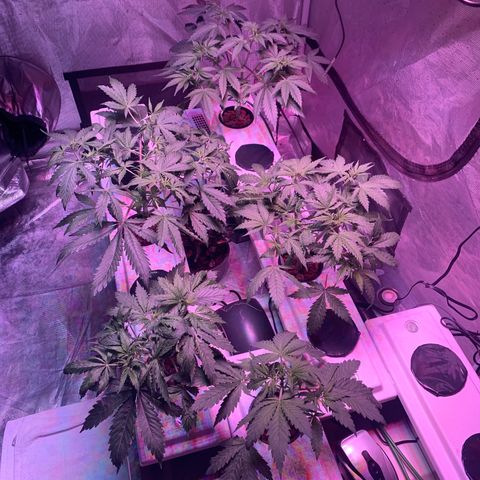 Strawberry cough #5 growlog photo: Post super cropping. 