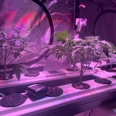 Strawberry cough #5 growlog timeline photo