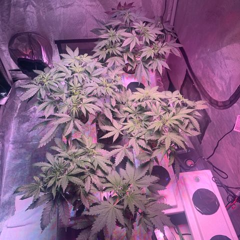 Strawberry cough #5 growlog timeline photo