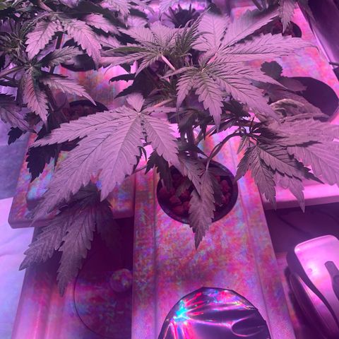 Strawberry cough #4 growlog timeline photo