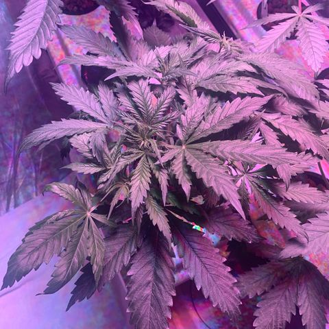 Strawberry cough #5 growlog timeline photo