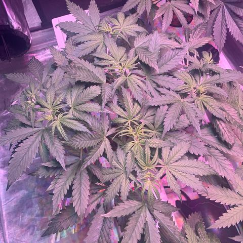 Strawberry Cough #2 growlog timeline photo