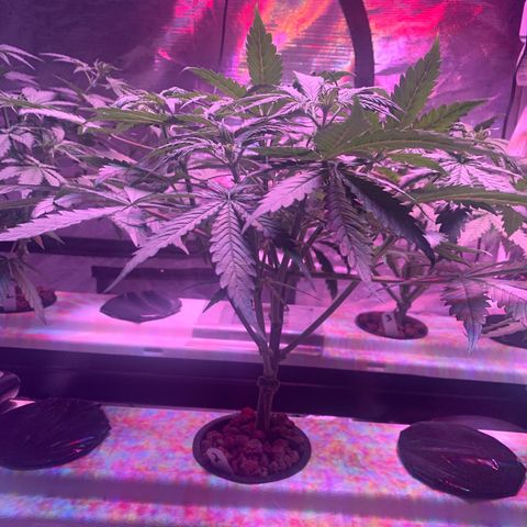 Strawberry Cough #2 growlog timeline photo