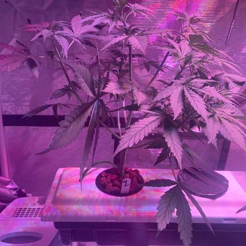Strawberry Cough #1 growlog timeline photo