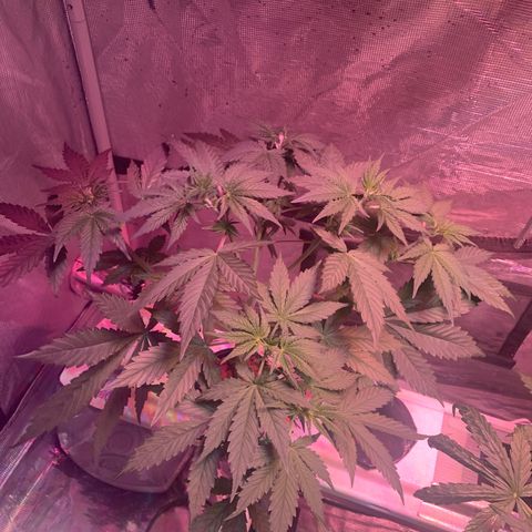 Strawberry Cough #1 growlog timeline photo
