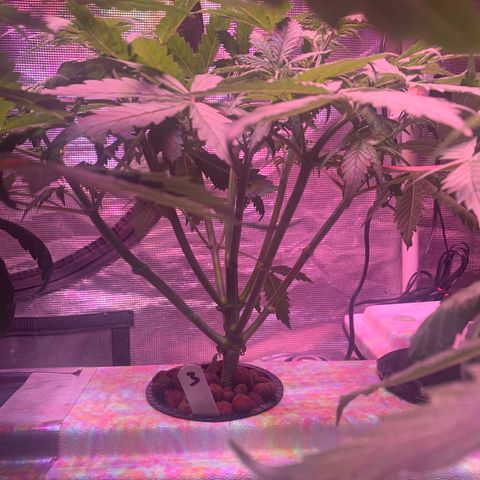 Strawberry Cough #3 growlog timeline photo