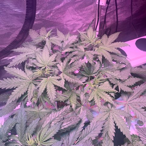 Strawberry Cough #3 growlog timeline photo