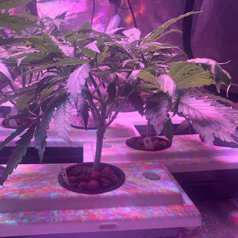 Strawberry cough #5 growlog timeline photo