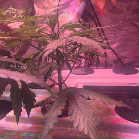 Strawberry cough #4 growlog timeline photo