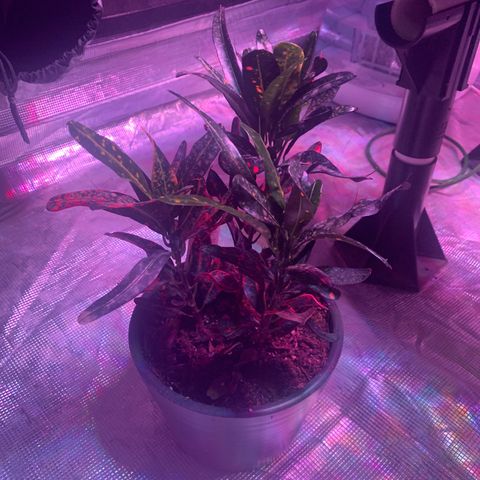 Strawberry cough #5 growlog timeline photo