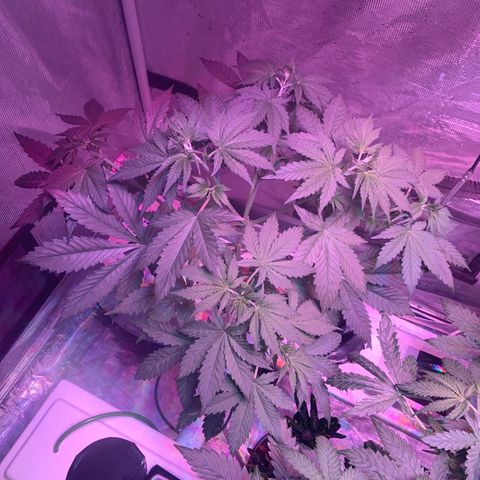 Strawberry Cough #1 growlog timeline photo