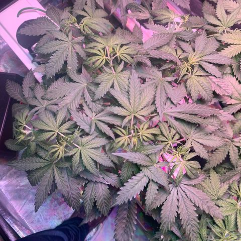 Strawberry Cough #2 growlog timeline photo