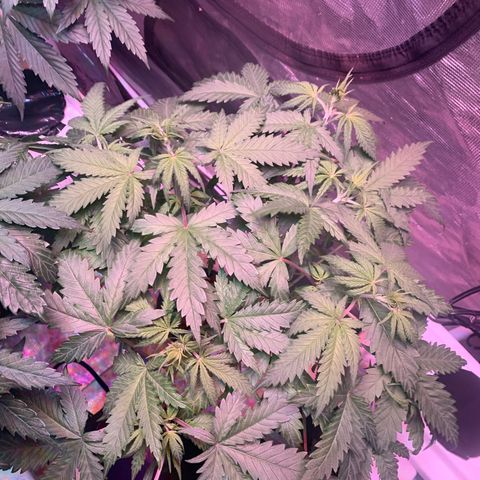 Strawberry Cough #3 growlog timeline photo