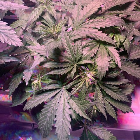 Strawberry cough #5 growlog timeline photo