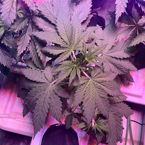 Strawberry cough #4 growlog timeline photo