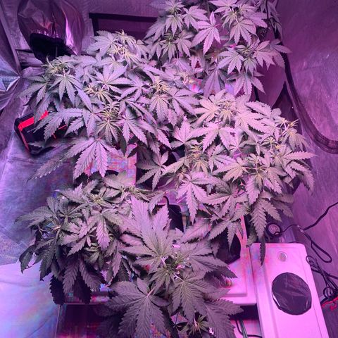 Strawberry cough #5 growlog timeline photo
