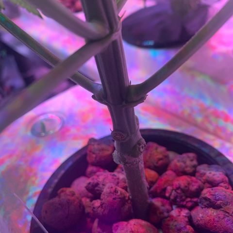 Strawberry cough #4 growlog timeline photo