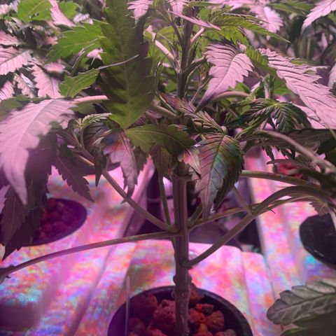 Strawberry cough #4 growlog timeline photo