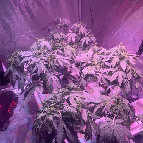 Strawberry cough #5 growlog photo: They are ready for bed. Lights out 15 minutes. 