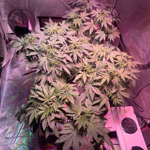 Strawberry cough #5 growlog timeline photo