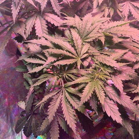 Strawberry cough #5 growlog timeline photo