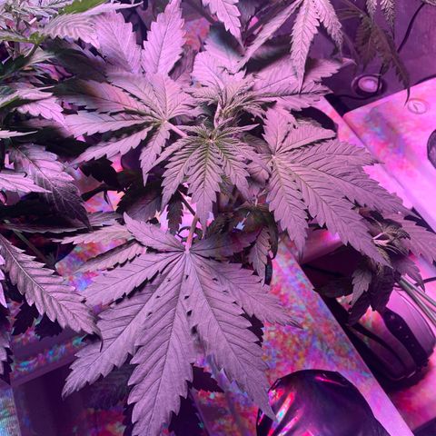 Strawberry cough #4 growlog timeline photo